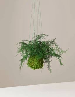 the-sill_kokedama-plant_variant_all_01