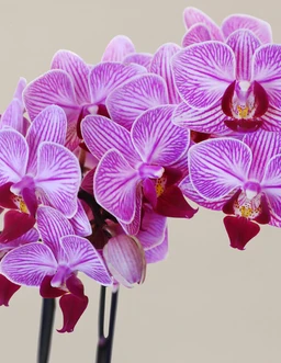 the-sill_petite-pink-orchid_gallery_01_50ad7832-d03f-455e-a0d0-42f67a47492e