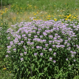 Bergamot