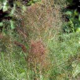 Fennel_Bronze