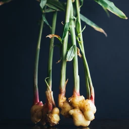 Ginger_abbb1c44-e89f-4963-9a8f-0eb91f682232