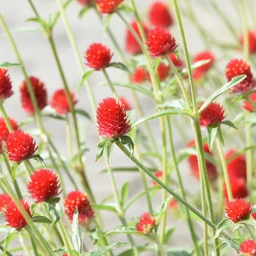 Strawberry_Fields