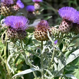 cardoon