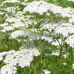 Achillea