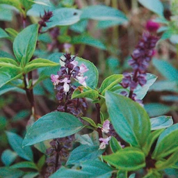 Basil_Siam_Queen