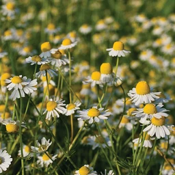 GermanChamomile_copy