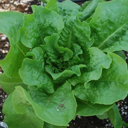 031022_T118630_201996_Bonnie_ButtercrunchLettuce_ALT_01
