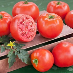 042622_T118630_202110_Bonnie_BushGoliathTomato_ALT_01