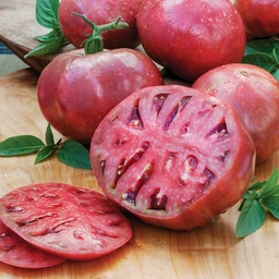 042622_T118630_202111_Bonnie_CherokeePurpleTomato_ALT_01