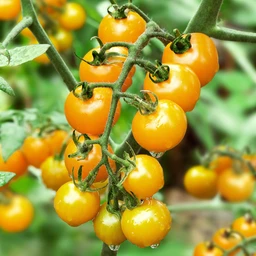 050322_T118630_202115_Bonnie_YellowCherryTomato_ALT_01