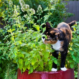 052022_T118630_202009_Bonnie_Catnip_ALT_01