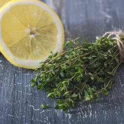 052322_T118630_202019_Bonnie_Lemon_Thyme_ALT_01