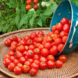 052522_T118630_202113_Bonnie_HuskyCherryTomato_ALT_01