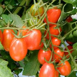 052622_T118630_202052_Bonnie_GrapeTomato_ALT_01