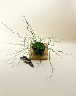4Juncus_SpiralisTwister_Corkscrewplant_1