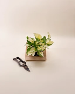 4_epipremnum_japanese_global