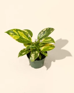 6_philodendron_copper_flame