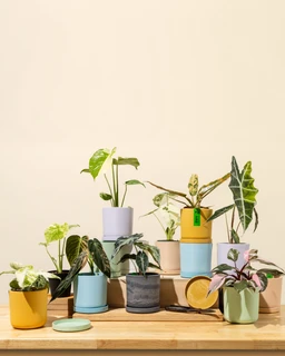ecopot