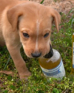 k9-wash-8-oz-666635