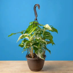 1500x1500-6.6inAlboSyngonium_ExoticAngel