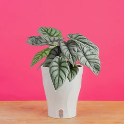 2000_x_2000-5in_Alocasia_Silver_Dragon_in_Luzia_Skinny_Trending_Tropical_3