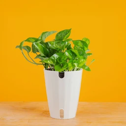 2000_x_2000-5in_Global_Green_Pothos_in_Monaco_Mainline_6