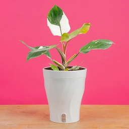 2000_x_2000-5in_Philodendron_White_Knight_in_Luzia_Skinny_Trending_Tropical_5