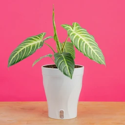 2000_x_2000-5in_Xanthosoma_in_Luzia_Skinny_Trending_Tropical_4