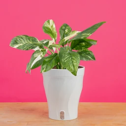 5inMonsteraLechlerianainLuziaSkinnyTrendingTropical-1