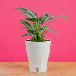 5inSilverIndukaninLuziaSkinnyTrendingTropical-1