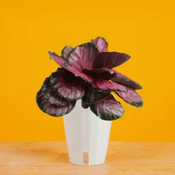 CalatheaPinkStarinMonacoYBG