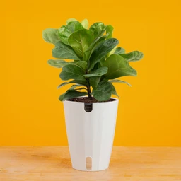 FicusLyratainMonacoYBG