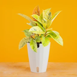 FicusShivereanainMonacoYBG