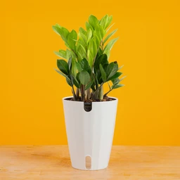 ZZPlantinMonacoYBG