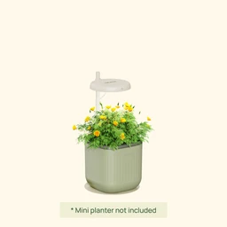 Grow_Light_Stand-_Mini_01