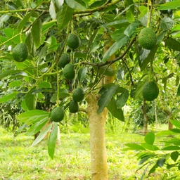 Hass-Avocado-1_8b204660-9805-403d-a4df-63b6125b51e4