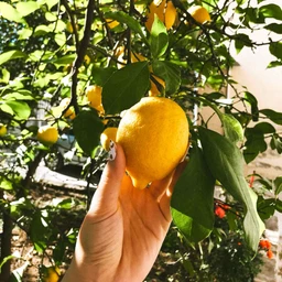 Meyer-Lemon-TRee-2_6b81ffde-4a1f-49e4-8bbe-b8d5b1b19bfa