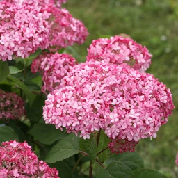 HYDPRC112-CloseUp-1