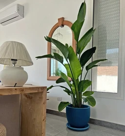 Live Indoor Plants