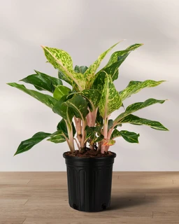 01_AGLAONEMA_SPARKLIN_SARA_01