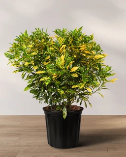 02_CROTON_GOLD_DUST_01