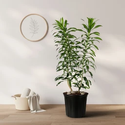 02_DRACAENA_SONG_OF_JAMAICA_01