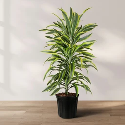 02_DRACAENA_WARNECKII_01