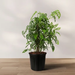 02_MONSTERA_ADANSONII_TRELLIS_01