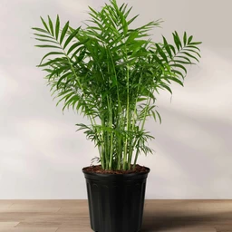 02_PALM_BELLA_01