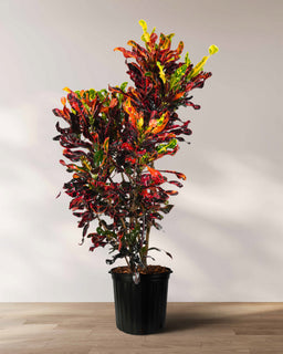 05_CROTON_MAMMY_RED_01