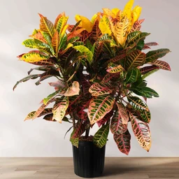 05_CROTON_PETRA_01