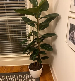 FicusMelany5gal