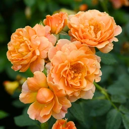 At_Last_Rose