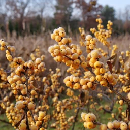 Berry_Heavy_Gold_Winterberry_Holly